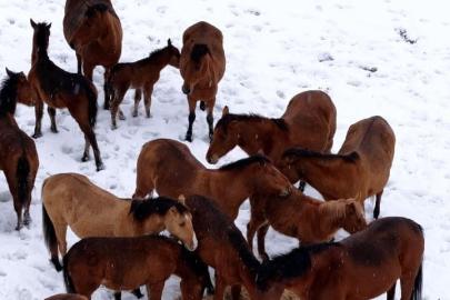 Bolu’da şehir merkezine inen yılkı atlarını belediye ekipleri besledi