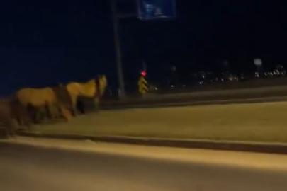 Bolu’da yılkı atları D-100’e indi: Orta refüjde otladılar