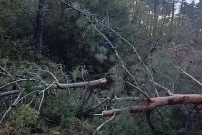 Buldan’da fırtınadan devrilen ağaçlar yolu kapattı