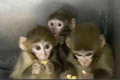 Bursa’da 3 makak maymunu koruma altına alındı