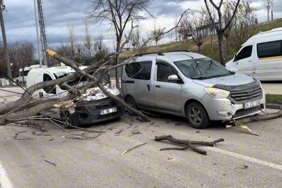 Bursa’da seyir halindeki araçların üzerine ağaç devrildi