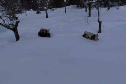 Büyükbaş hayvanların karla imtihanı dronla görüntülendi