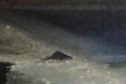 Buz tutan Çoruh’ta su samuru heyecanı: Vatandaşlar "gel gel" diye seslendi