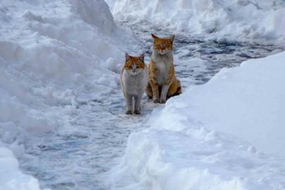 Buzlanma ve dona dikkat