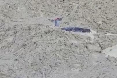 Çamura saplanan karaca için ekipler seferber oldu