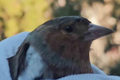 Çanakkale’de ispinoz tedavi sonrası doğaya salındı