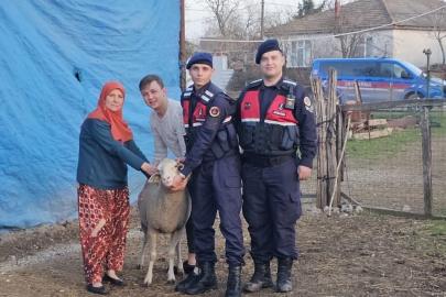 Çanakkale’de kaybolan 24 küçükbaş hayvan jandarma tarafından bulundu