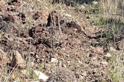 Çanakkale’de tedavisi tamamlanan kirpi doğaya salındı