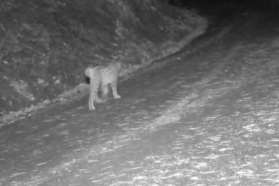 Çankırı’da yaban hayvanlarının karla kaplı doğadaki yaşamı kamerada