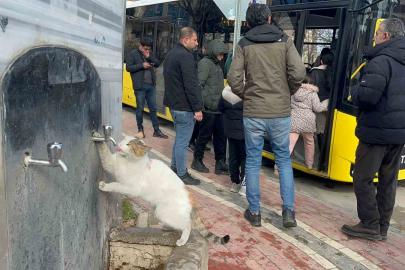 Çeşmeye patisini dayayan kedi, vatandaşların musluğu açmasıyla kana kana su içti