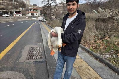 Çiftlikten kaçıp yola atlayan kaz sürücülere zor anlar yaşattı