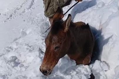 Dağda karda mahsur kalan katırlar kurtarıldı