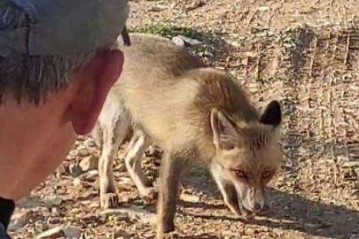 Dağda karşılaştığı tilkiyi çerezle besledi