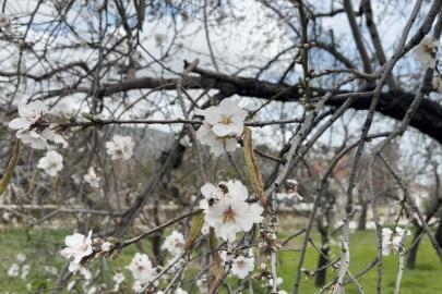 Datça’da badem ağaçları kış ortasında çiçek açtı