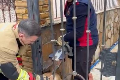 Demir korkuluklara sıkışan köpeği itfaiye kurtardı