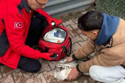 Denizde can mücadelesi: Martıyı 911 ekipleri kurtardı