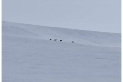 Diyadin’de kurt sürüsü görüldü