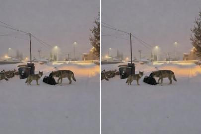Diyadin’de kurtlar mahalle arasına indi