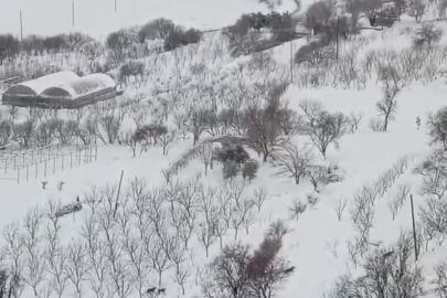 Diyarbakır’da aç kalan kurt sürüsü yerleşim yerine indi