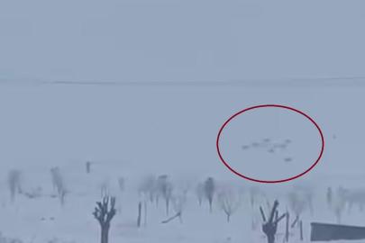 Diyarbakır’da kar yağışının ardından kurtlar yerleşim yerlerine indi