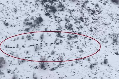 Diyarbakır’da sürü halinde gezen domuzlar görüntülendi