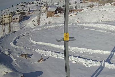 Doğanın kanunu gözler önüne serildi, vaşağın tavşan avı anbean kaydedildi
