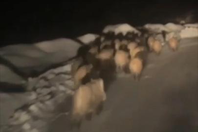 Domuz sürüsü köye indi