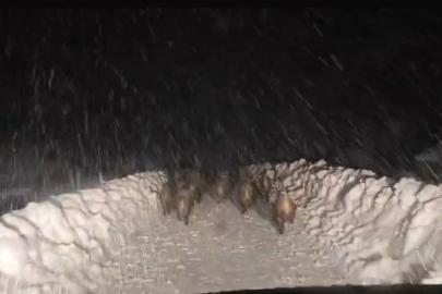 Domuz sürüsü yol açma çalışması yapan ekibin önünde ilerledi