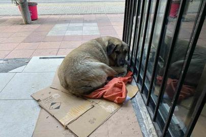 Dondurucu soğuk sokak hayvanlarının yaşamını zorlaştırdı