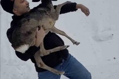 Düzce’de yaralı halde bulunan yavru karaca koruma altına alındı