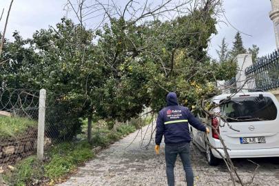 Edirne’de fırtına ağaçları devirdi