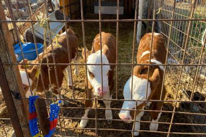 Edirne’nin Orhaniye köyünde üçüz buzağı dünyaya geldi