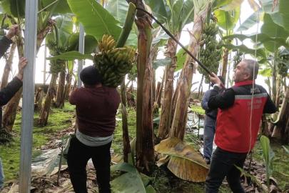 Efeler’de muz hasadı başladı
