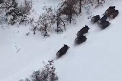 Elazığ’da domuz sürüsü dron ile görüntülendi