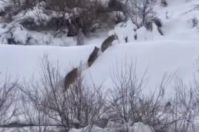 Elazığ’da kurt sürüsü görüldü