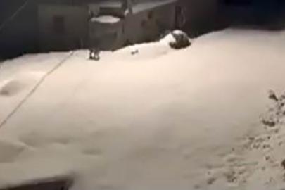 Elazığ’da nesli tükenmekte olan vaşak ailesi görüldü