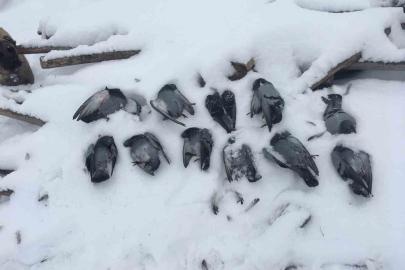 Elazığ’da onlarca güvercin donarak telef oldu