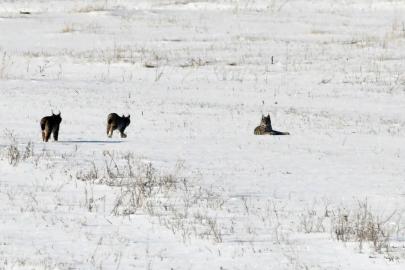 Elazığ’da vaşak ailesi görüntülendi