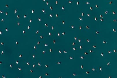 Elmabaş patka ördekleri Salda Gölü’nde havadan görüntülendi