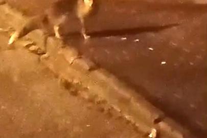 Elmadağ’da aç kalan tilkiler şehir merkezine indi