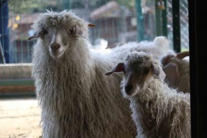 Endemik Vadi’de Ankara’nın 4 beyazı