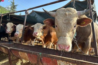 Erzincan’da ’Besilik Erkek Sığır Desteği’ başvuruları başladı