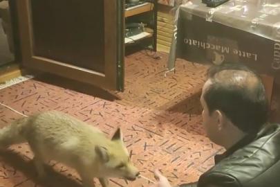 Erzincan’da ilginç dostluk: Tilkiyi evinde eliyle besliyor