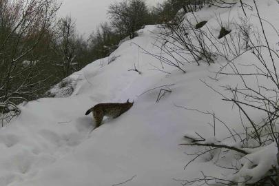 Erzincan’da vaşaktan kurda yaban hayatı kayıt altında
