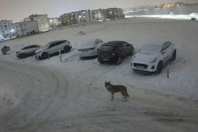 Erzurum’da kurt kent merkezine indi