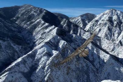 Erzurum’da sakallı akbaba dron ile görüntülendi