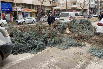 Eskişehir’de fırtına sebebiyle ağaçlar devrildi