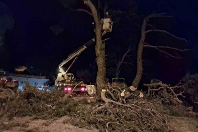 Fırtına çam ağacını devirdi