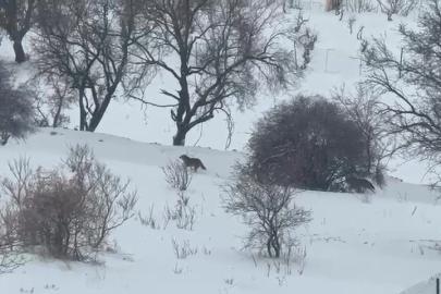 Gercüş’te aç kalan kurtlar, şehir merkezine indi
