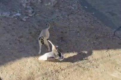 Gercüş’te köpek ile kazın kavgası kameraya yansıdı